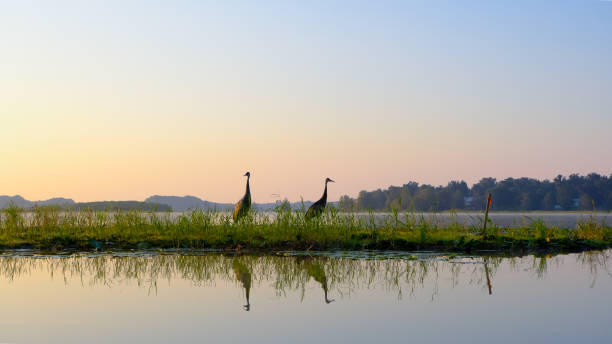 lago tsala apopka 6 - sandhill crane - fotografias e filmes do acervo