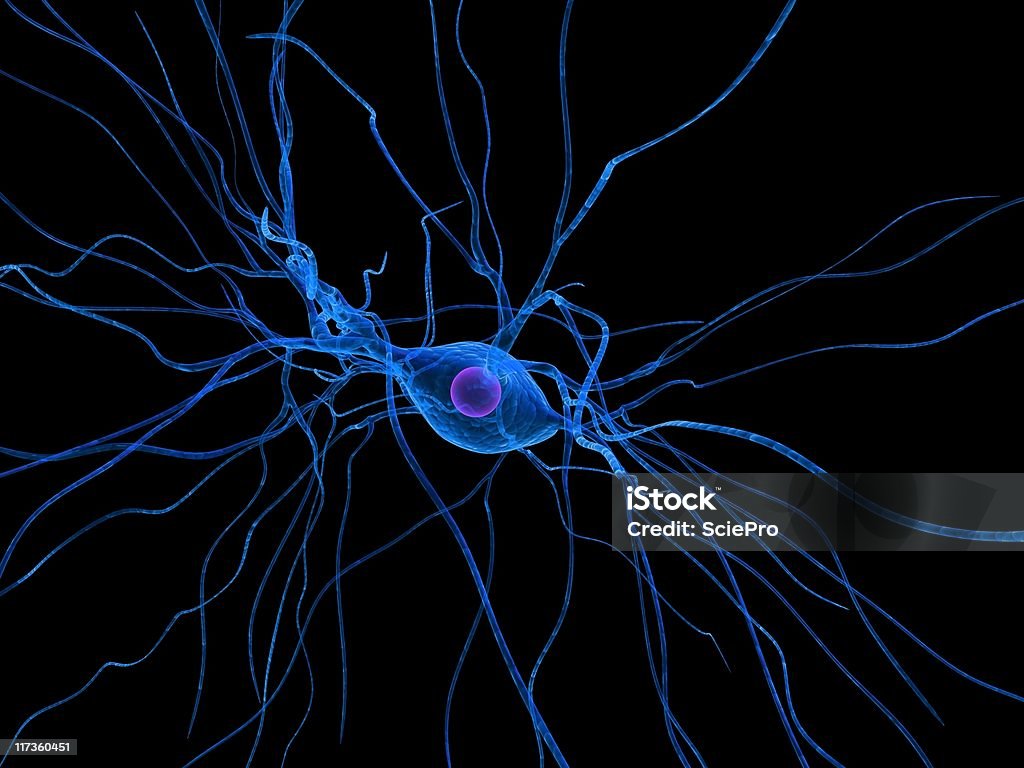 neurone Anatomy Stock Photo