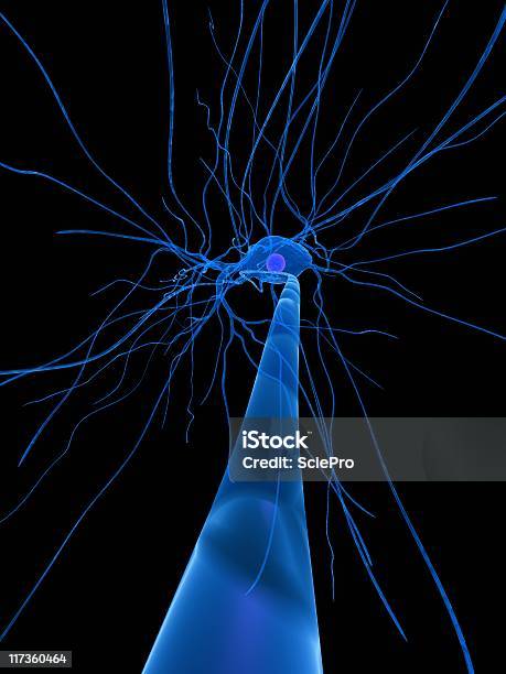 Cellula Nervosa - Fotografie stock e altre immagini di Anatomia umana - Anatomia umana, Axon, Biologia