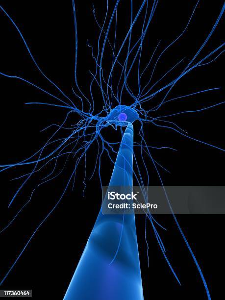 Komórka Nerwowych - zdjęcia stockowe i więcej obrazów Anatomia człowieka - Anatomia człowieka, Biologia - Nauka, Dendryt