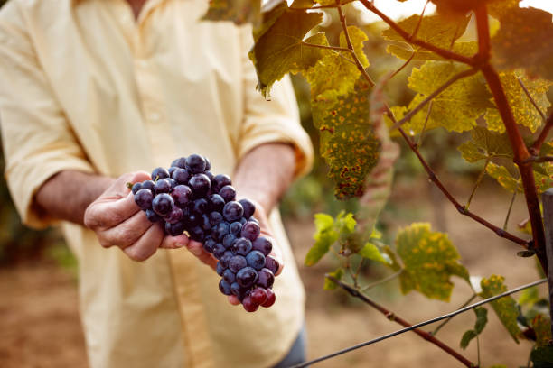 istock father and son tasting wine in vineyard - grape harvest 1173605634