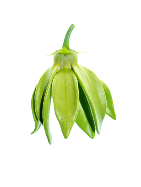 Close up of Bhandari flower Close up of Bhandari flower (Artabotrys siamensis) on white background. siamensis stock pictures, royalty-free photos & images