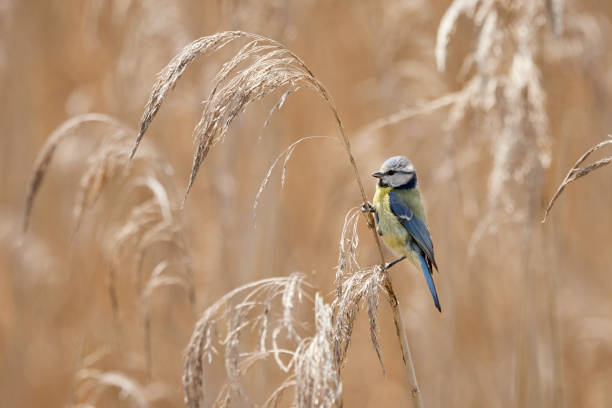 istock Blue tit bird (Cyanistes caeruleus) perching in the dry grass 1173606450