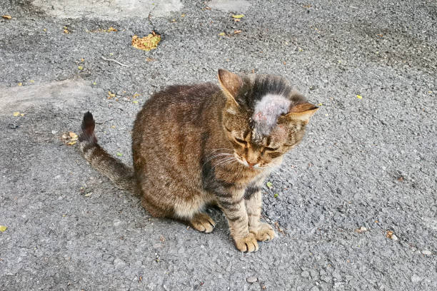 sick cat with shingles on his bald head on the street. - frieiras imagens e fotografias de stock