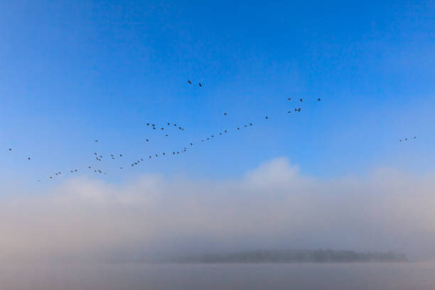 istock Swan wedge over Volga river. 1173608266