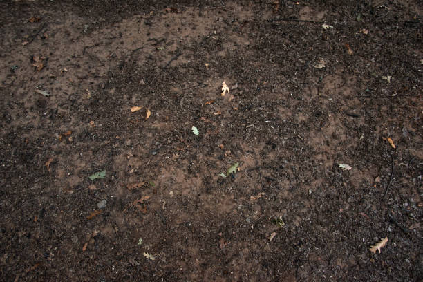 istock Soil in the forest background ground nature, close up 1173608334