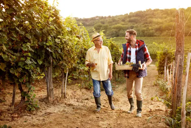 smiling winemaker father and son harvesting grapessatisfied father and son tasting wine in vineyard - grape harvest