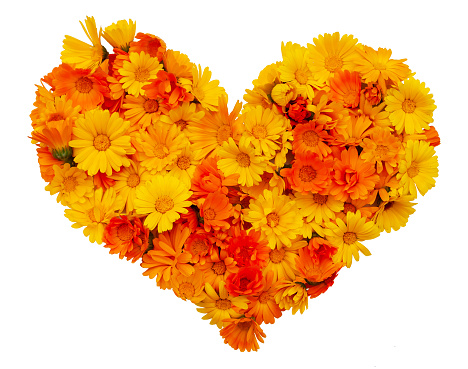 Heart made of yellow and orange calendula flowers, isolated on white. Calendula is a joyful flower.