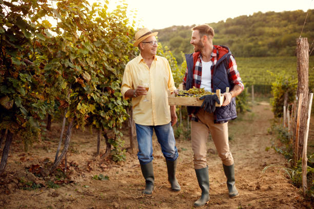 vineyard, grape harvest- People working in vineyardsatisfied father and son tasting wine in vineyard - grape harvest