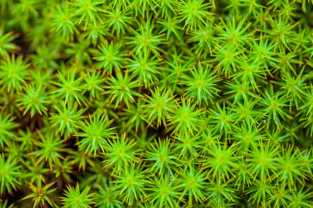 peat moss (Sphagnum palustre), Sphagnum, or peat-moss Girgenzona (Sphagnum girgensohnii Russ), macro