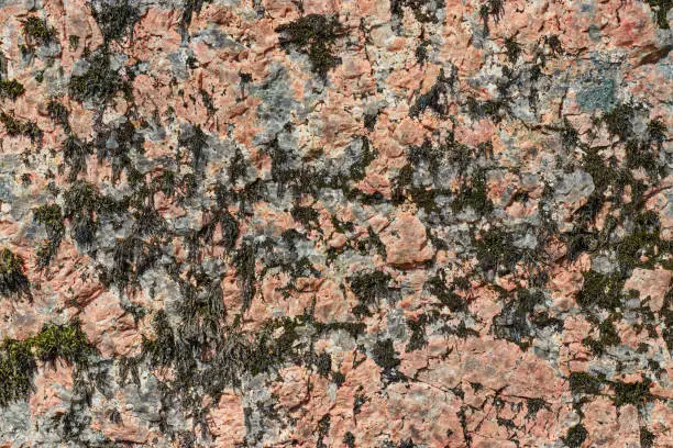 Photo of beautiful karalovogo color stone with a creative seasoned lichen on a boulder texture - abstract background photo