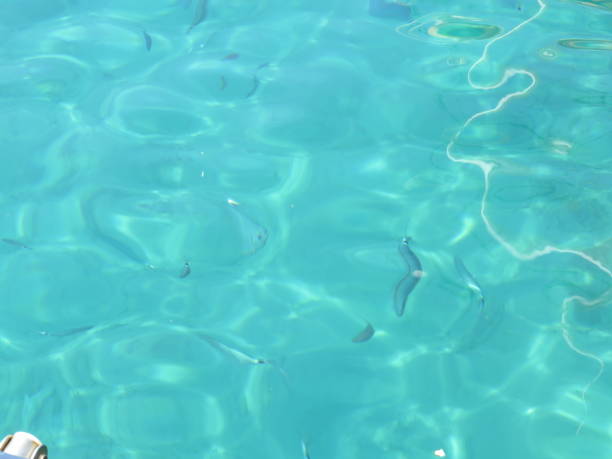 istock clear water with fishes 1173612183