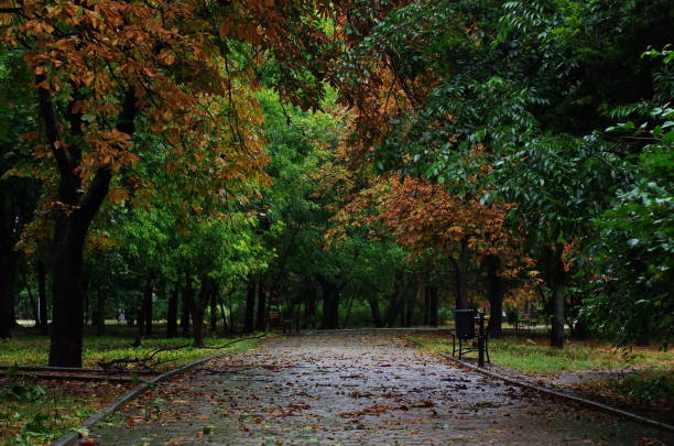 autumn park alley in the evening after a hurricane and rain