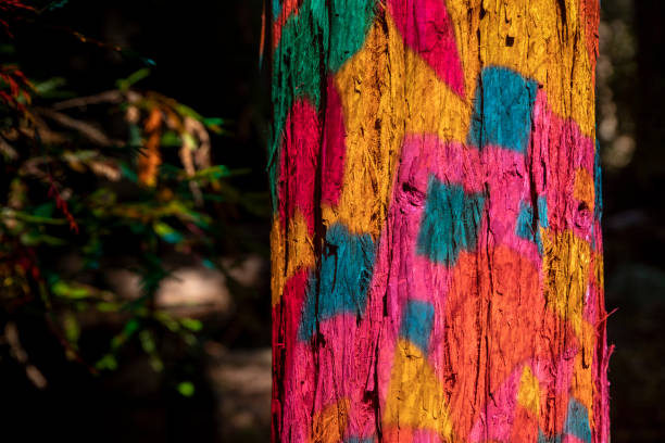 istock Wonderland at Montgomery Woods 1173612884