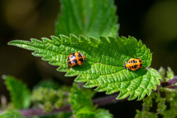 due coccinella arlecchino (harmonia axyridis) pupa sulla foglia di ortica pungente verde - ladybug grass leaf close up foto e immagini stock