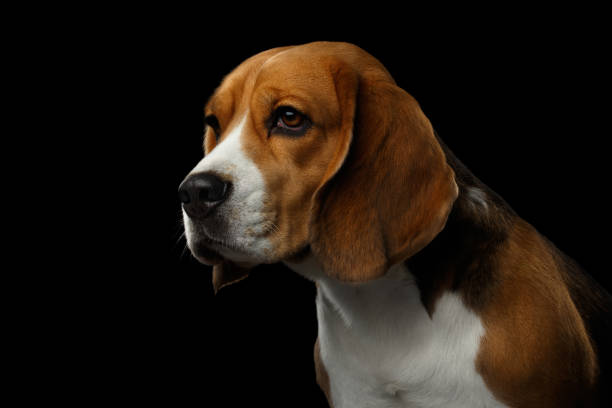 istock Beagle Purebred Dog Isolated on Black Background 1173613749