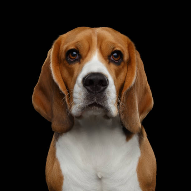 istock Beagle Purebred Dog Isolated on Black Background 1173613758