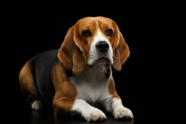 istock Beagle Purebred Dog Isolated on Black Background 1173613792