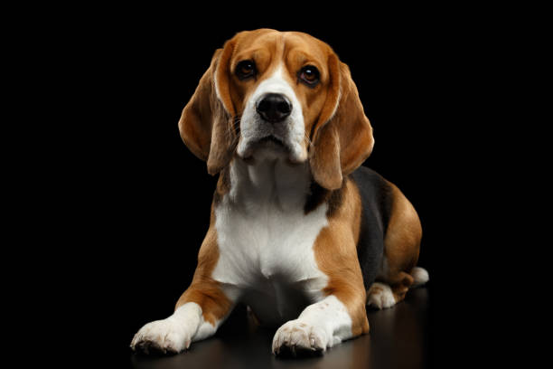 istock Beagle Purebred Dog Isolated on Black Background 1173613797