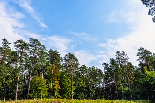 istock Polish wild forest - Slowinski National Park, Poland 1173614423