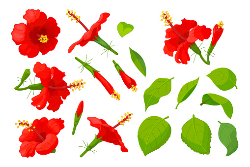 vector handdrawn plant clipart Hibiscus flowers set