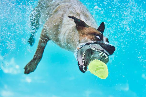 Dog diving for toy underwater
