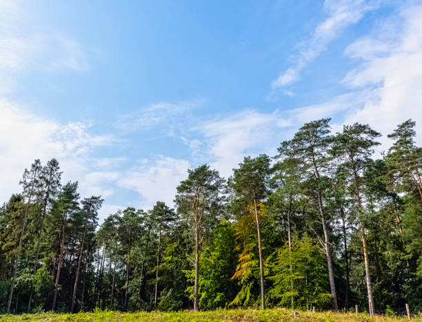 istock Polish wild forest - Kampinos National Park, Poland 1173615510