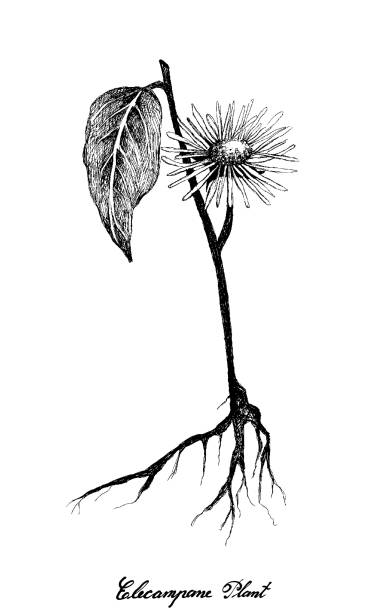 Hand Drawn of Elecampane or Elfdock Flowers Herbal Flower and Plant, Hand Drawn Illustration of Elecampane, Inula Helenium, Horse Heal or Elfdock Used for Traditional Medicine and Condiment. inula stock illustrations