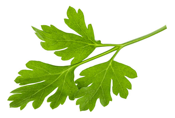 istock Leaves of fresh parsley  isolated on white background. macro 1173619016