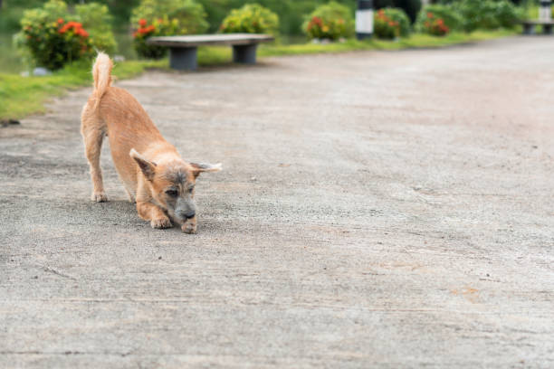 istock Dog is playing in the garden 1173619436