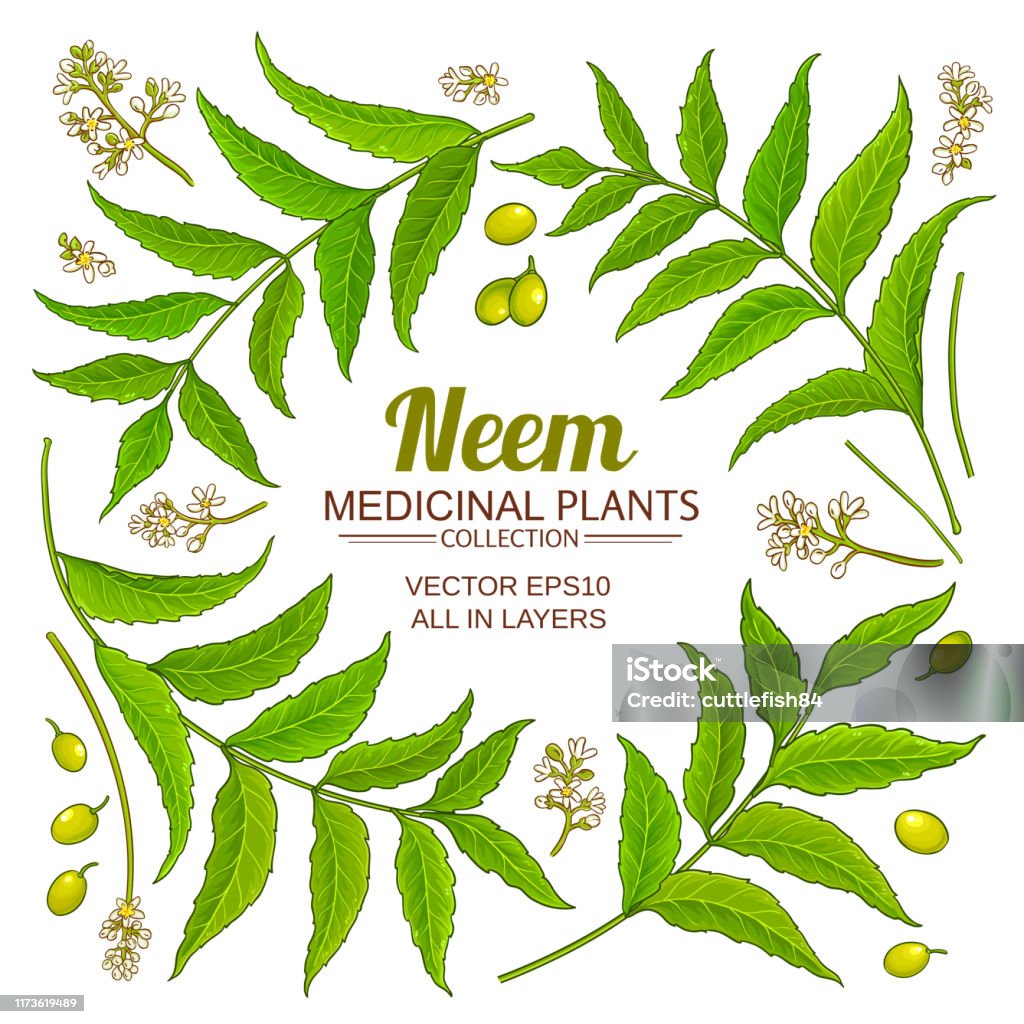Neem Elements Vector Set Stock Illustration - Download Image Now - Neem ...