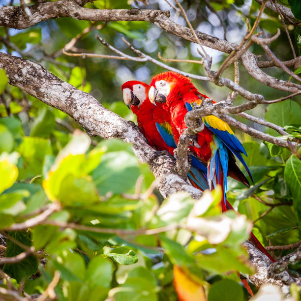 istock Scarlet macaws in Costa Rican forest 1173619667