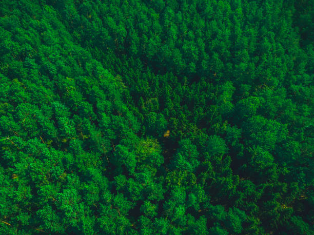 istock natural scene of forest from the top 1173619738
