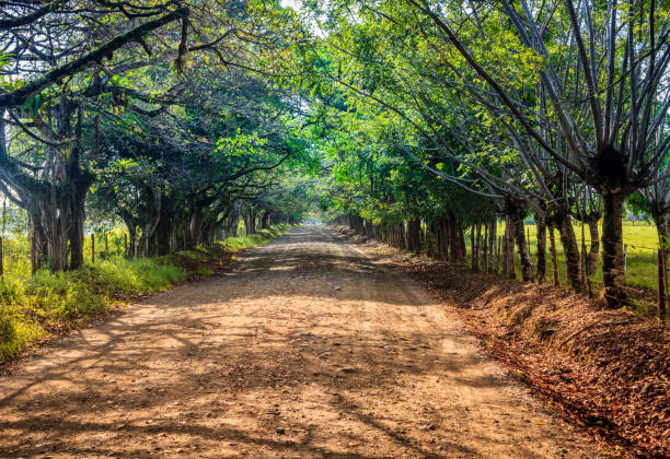 istock Road in Corcovado, Costa Rica 1173619786