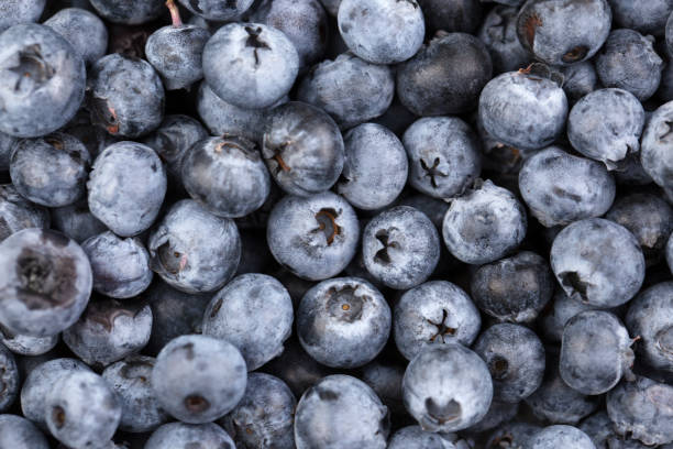 istock Fresh blueberry background. Texture blueberry berries close up. Blueberry antioxidant. Concept for healthy eating and nutrition 1173620021