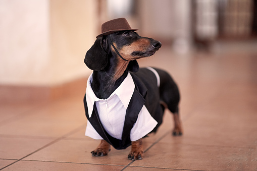 Sweet Black And Tan Dachshund Dog Wearing Black Tuxedo And Brown Hat Stock  Photo - Download Image Now - iStock