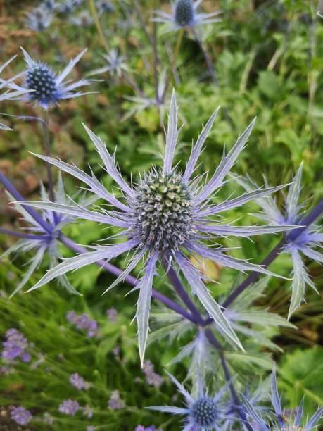 istock Alpine Sea Holly 1173621229
