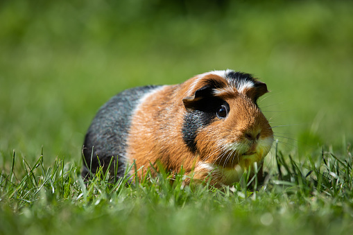 Guinea pig (Cavia porcellus) is a popular household pet.