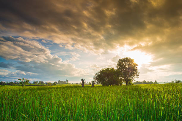 Sunrise - Dawn, Organic Farm, Farm, Rice - Cereal Plant, Thailand,Tree, Sun, Sky, Plant, Tree Trunk