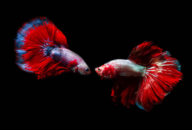 capture o momento movente de peixes siamese da luta, dois peixes do betta isolados no fundo preto, peixes do betta isolados no fundo preto - siamese fighting fish aquarium fish isolated - fotografias e filmes do acervo