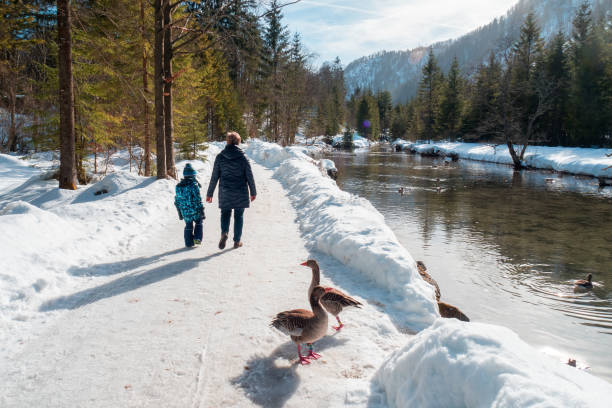 5-jähriger junge mit großmutter vorbei an graugänsen auf dem gehweg entlang der alm bei grünau im almtal, oö, österreich - child winter snow 4 5 years stock-fotos und bilder