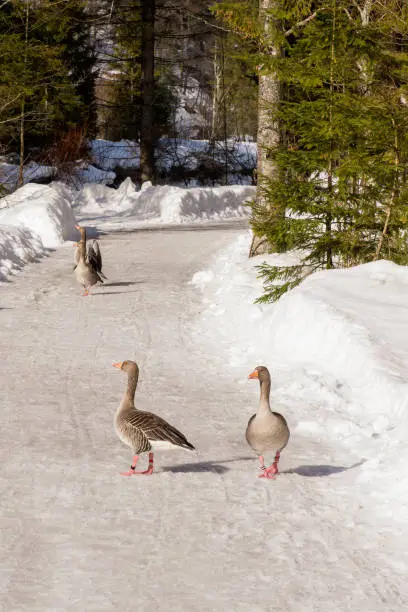 Grünau im Almtal, Austrian Alps, Austria - February 16th 2019. Few geese walking along a snow covered walkway.