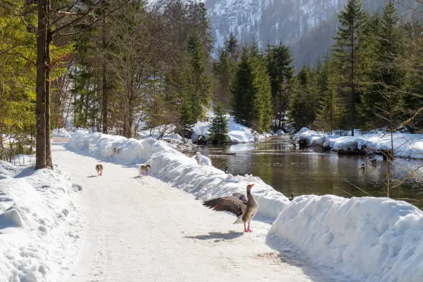 Grünau im Almtal, Austrian Alps, Austria - February 16th 2019. Beautiful Austrian landscape within the Alm valley. Few geese walking along the snow covered walkway. One goose standing at the water's edge and spreading it's wings.