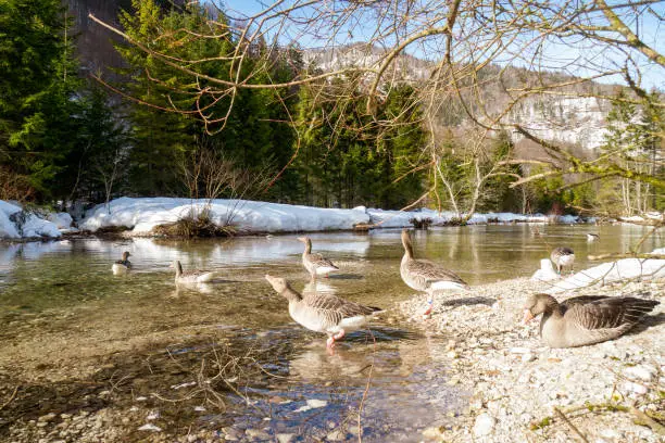Grünau im Almtal, Austrian Alps, Austria - February 16th 2019. Group of geese walking into the Alm river to take a bath.