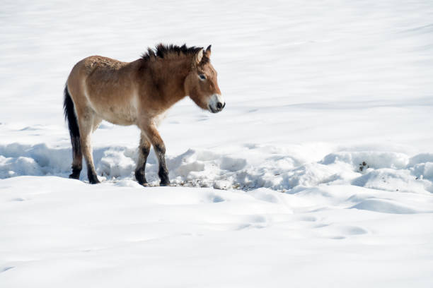 istock Przewalski's horse walking lonely through the deep snow during winter time 1173626147