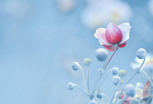 istock Japanese anemone flowers blue background 1173626399