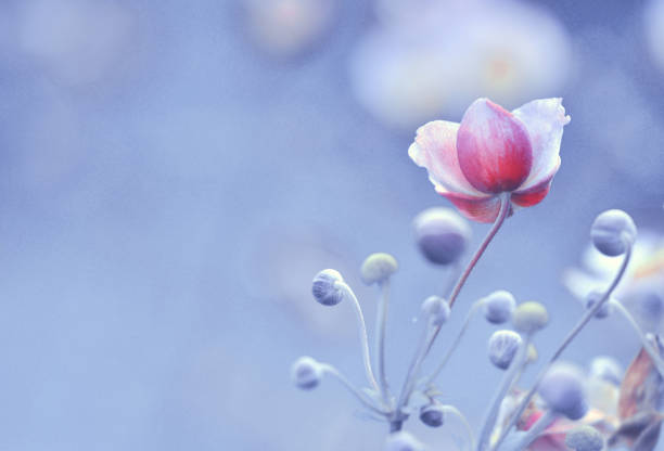 istock Japanese anemone flowers blue background 1173626458