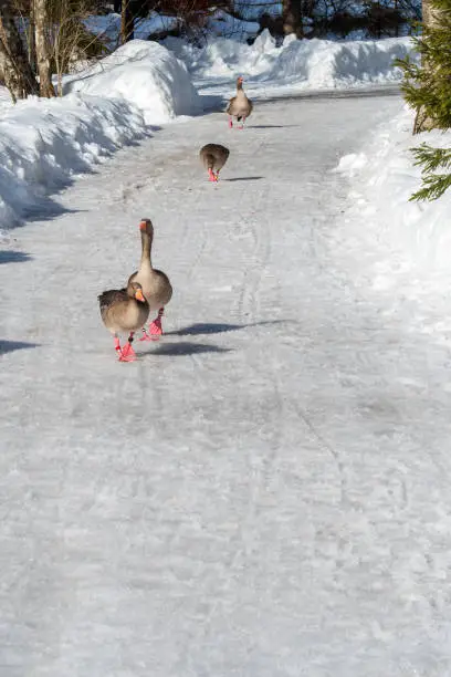 Grünau im Almtal, Austrian Alps, Austria - February 16th 2019. Few geese walking along a snow covered walkway.