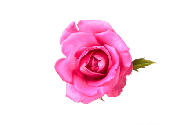 istock pink rose isolated on white background 1173627192
