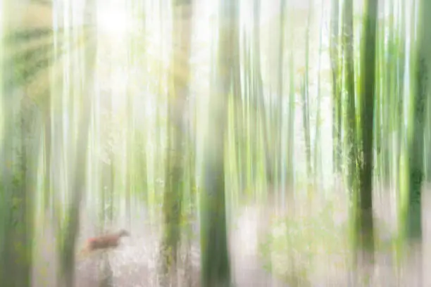 Blurred spring forest